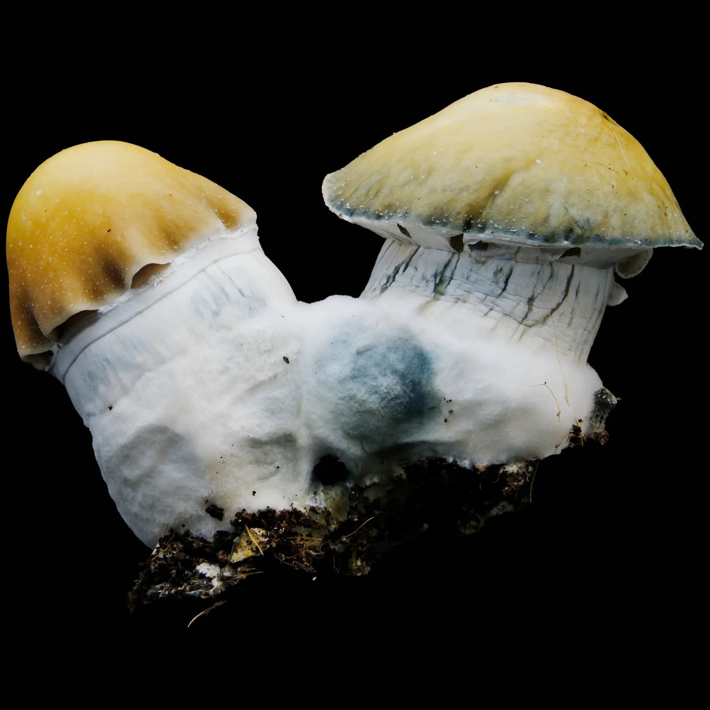 Isolated Spore Tubes