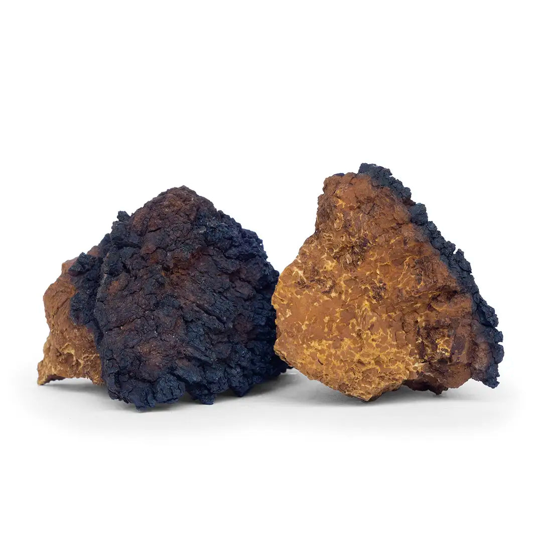 Chaga Mushroom Resin Extract
