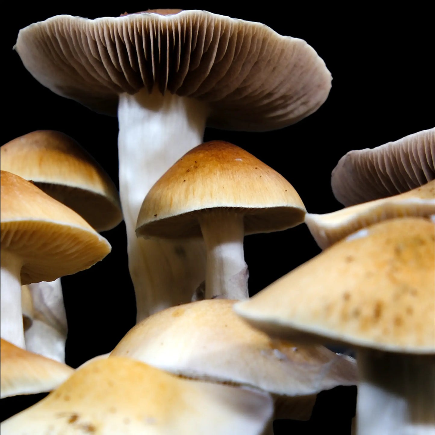 Isolated Spore Tubes
