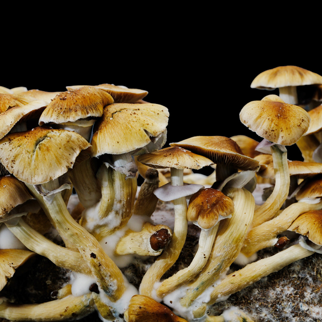 Isolated Spore Tubes