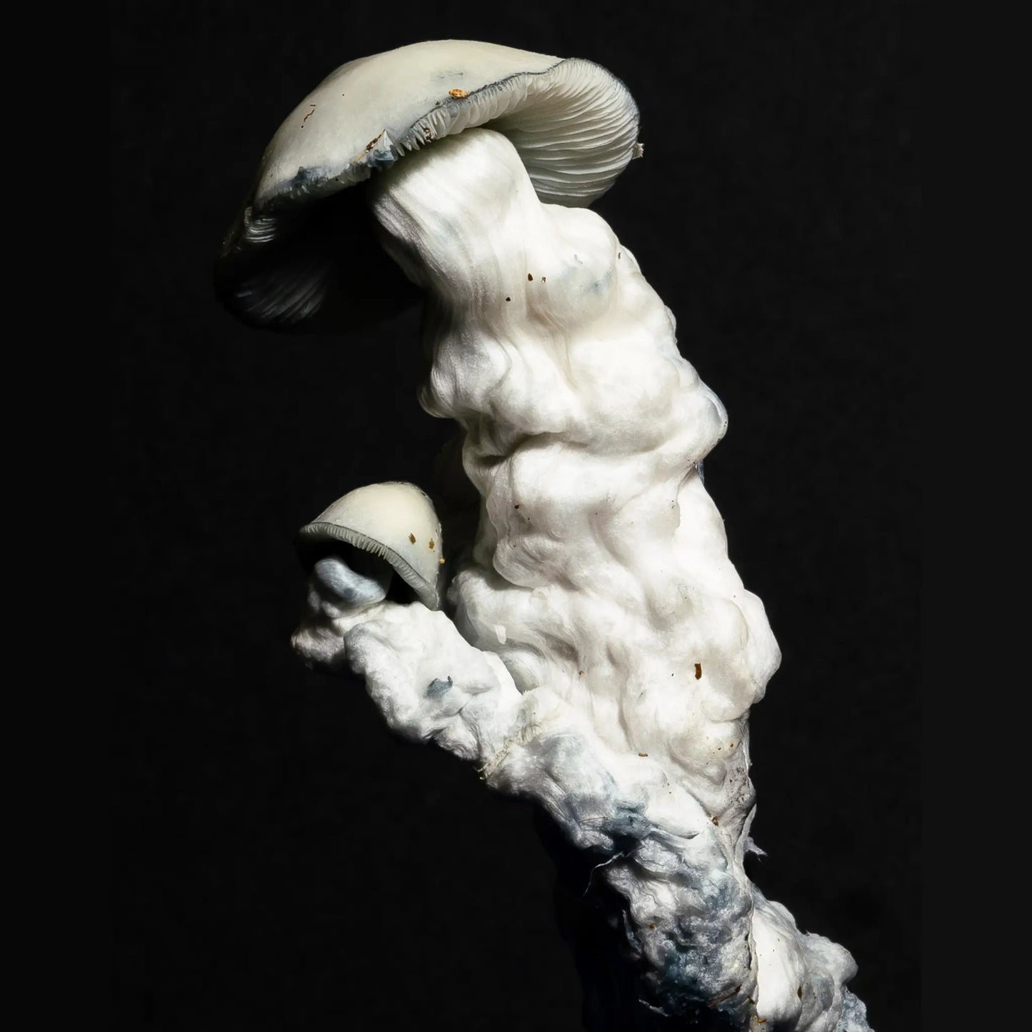 Isolated Spore Tubes