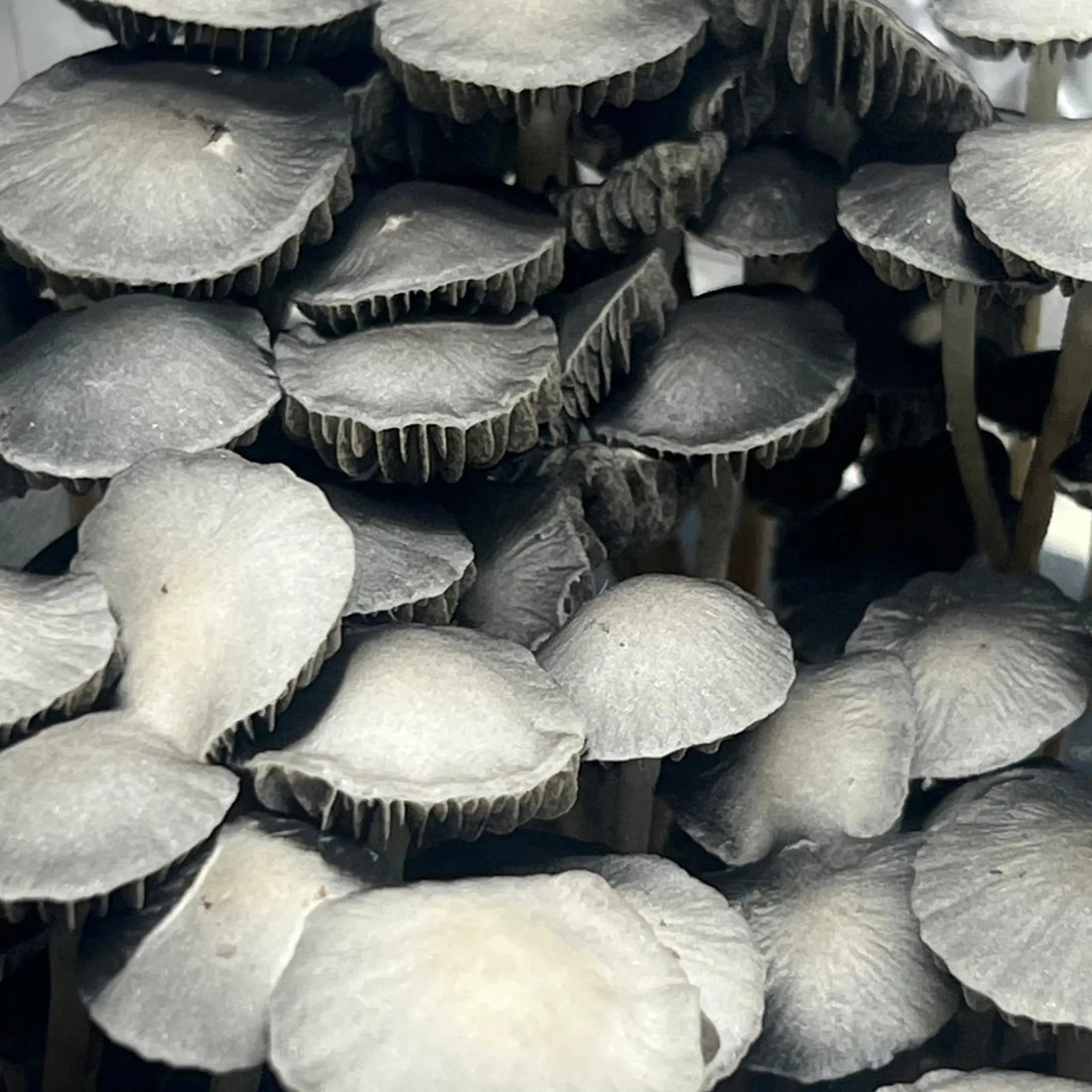 Blue Meanie Mushroom