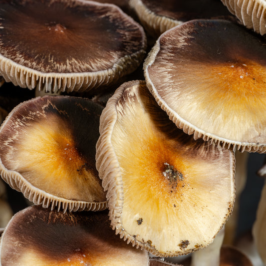 Inca star gazer mushroom