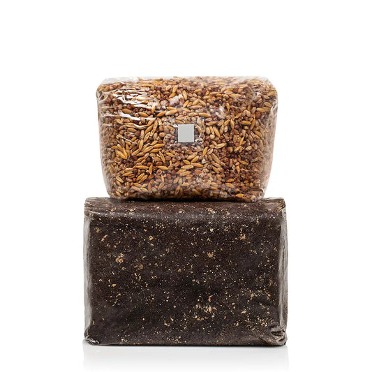 A Growers Guide: Tips & Techniques For Your Mushroom Grow Kit