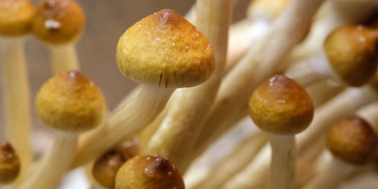 Discovering the Golden Teacher Mushroom: An Iconic Journey into Mycology