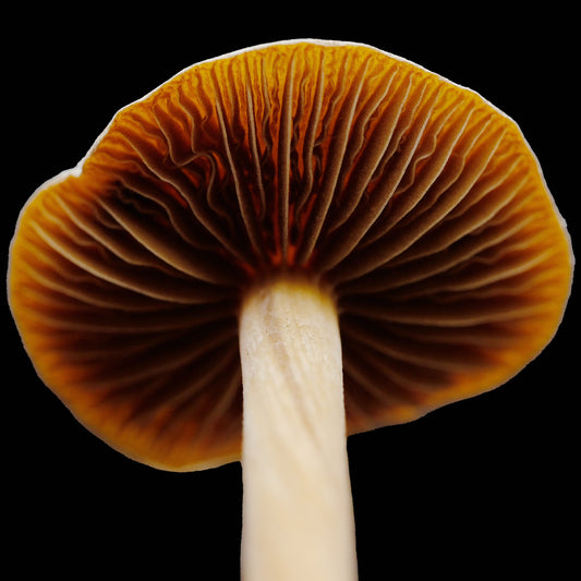 Mexicana Mushroom