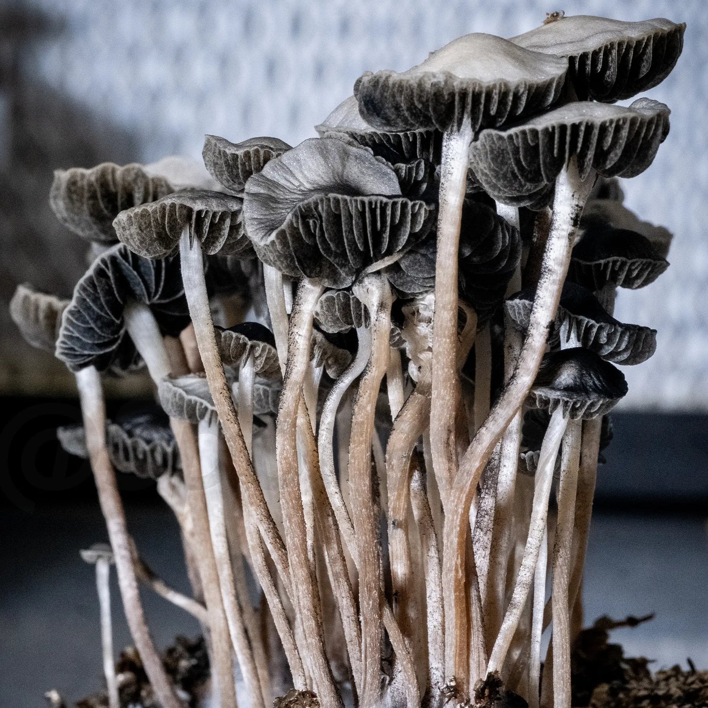Isolated Spore Tubes