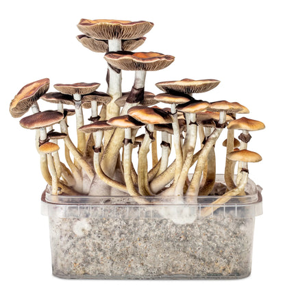 Isolated Spore Tubes
