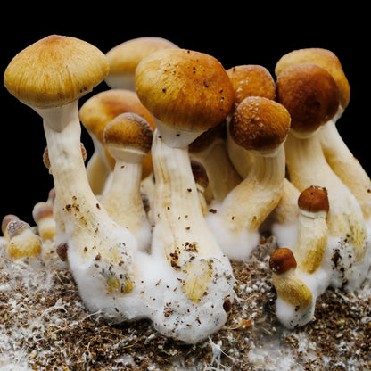 Isolated Spore Tubes