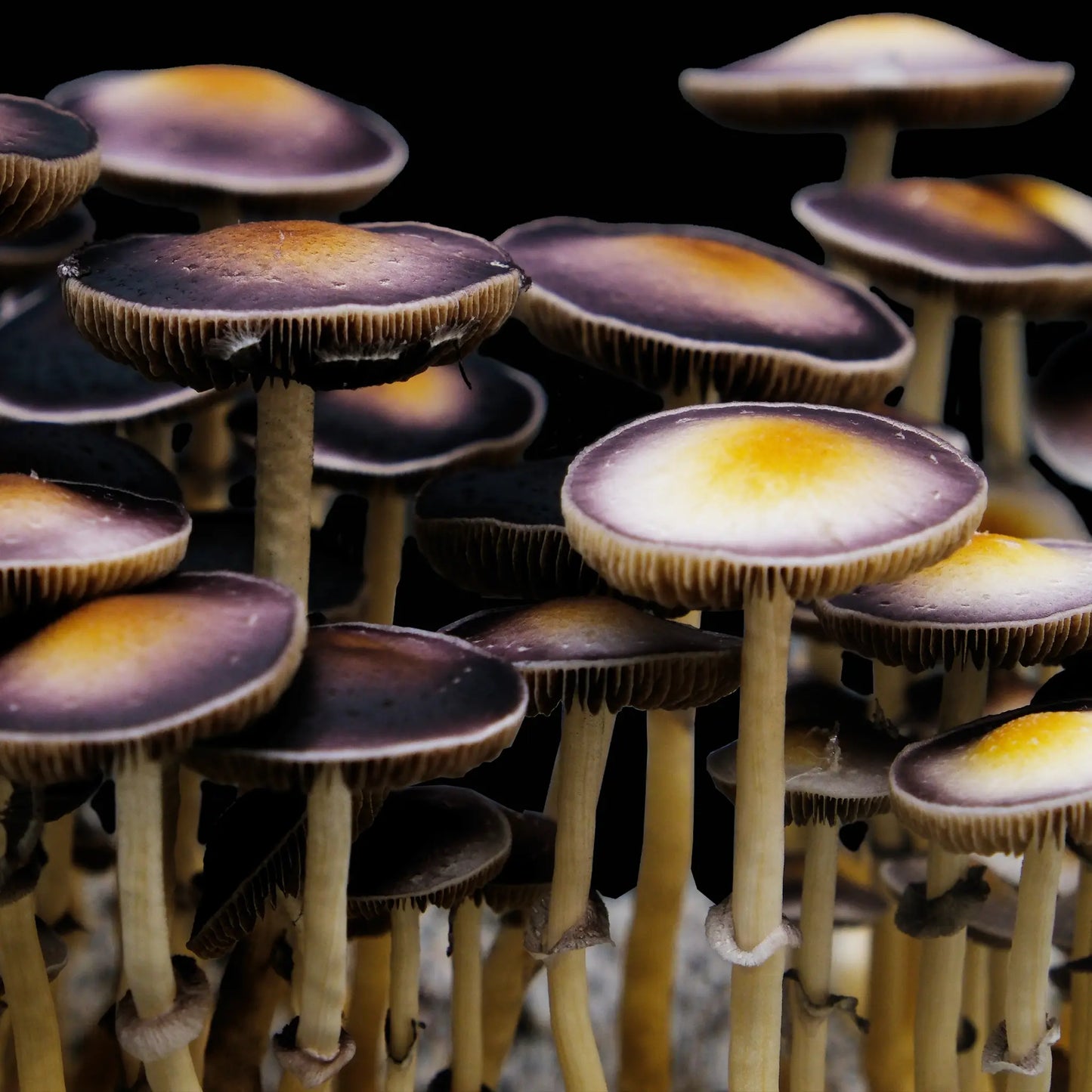 Isolated Spore Tubes