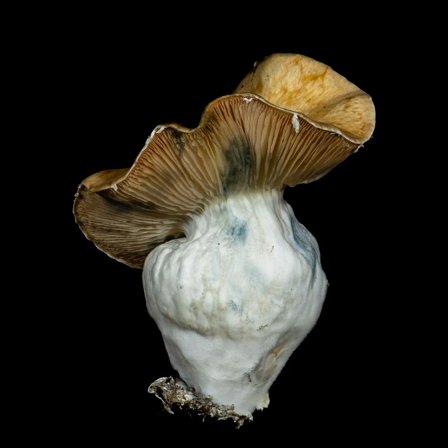 Isolated Spore Tubes