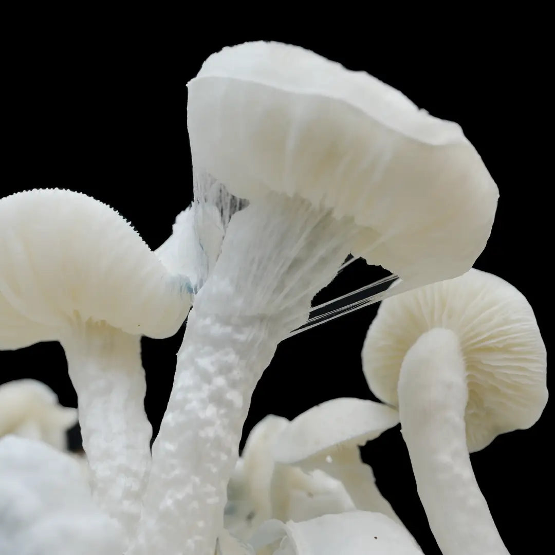 Isolated Spore Tubes